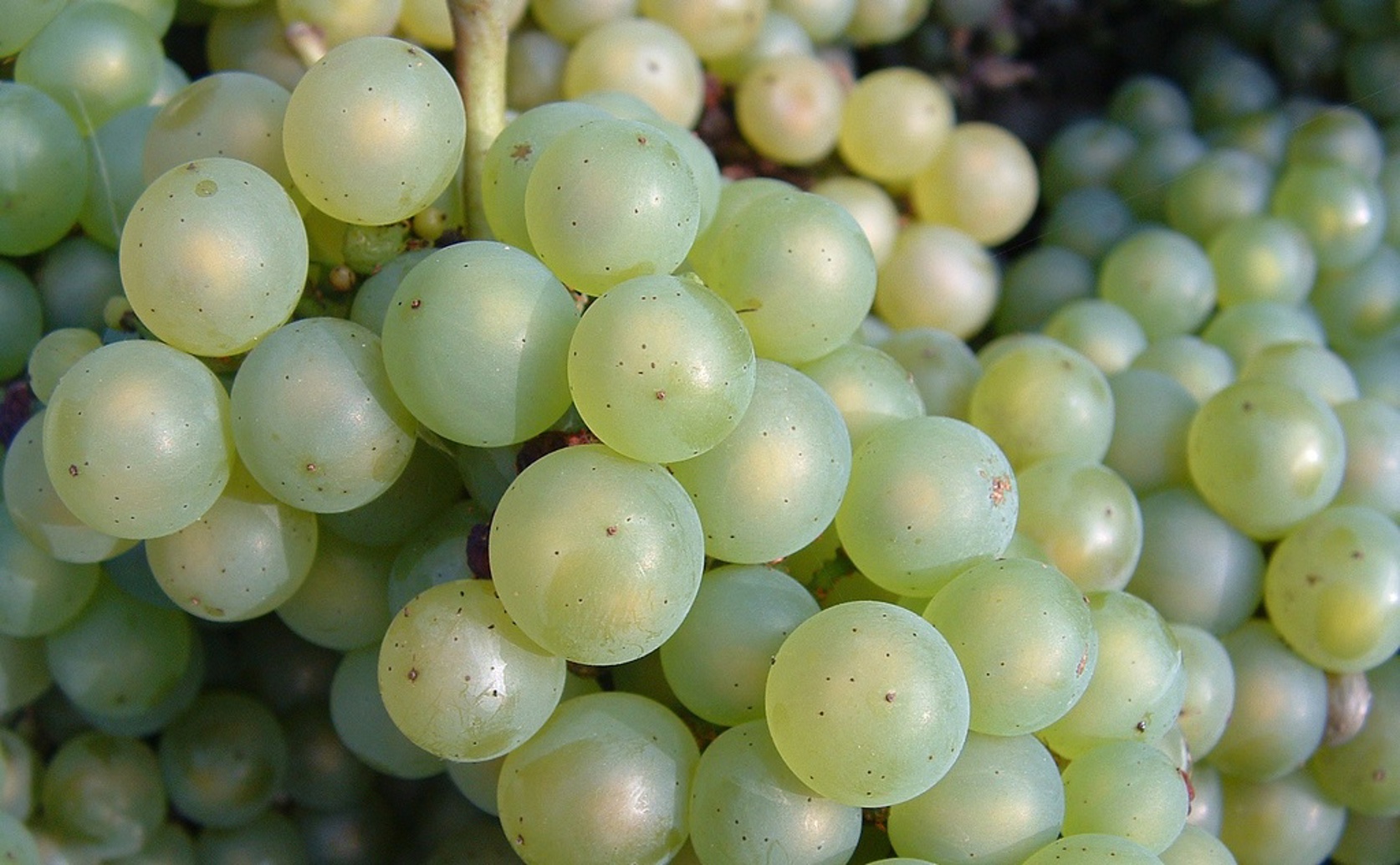 Seaweed Extracts Boost Growth, Health, and Quality of Chardonnay Grapes