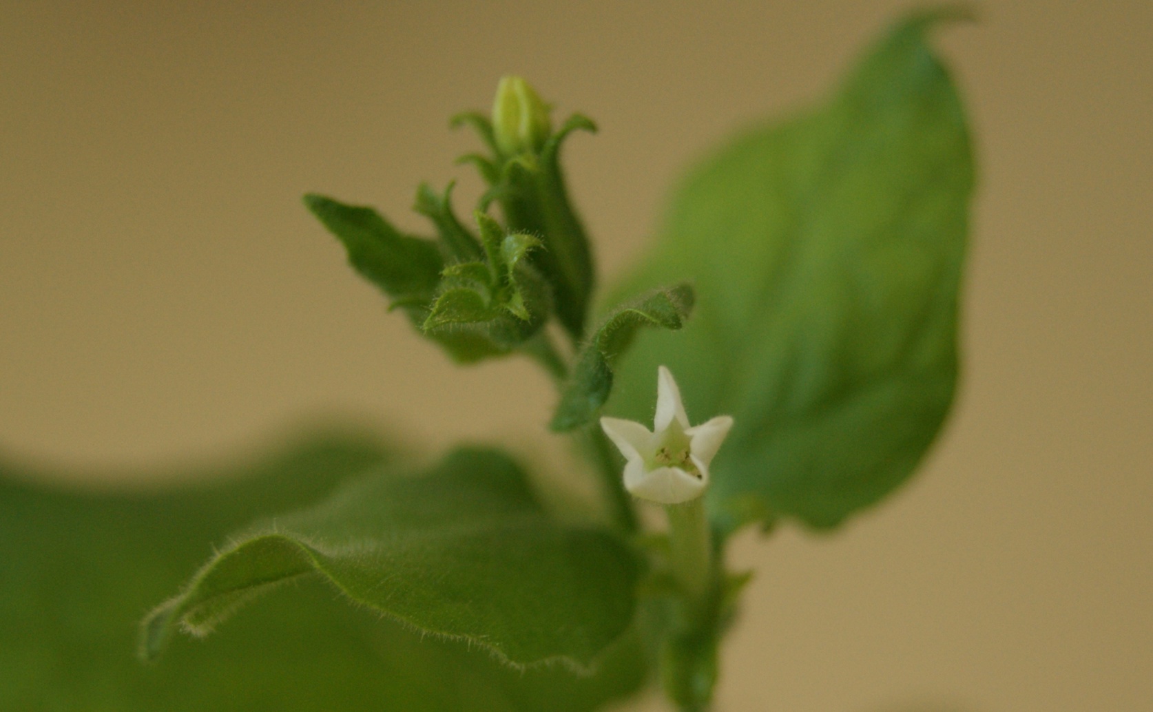 How Tomato Ringspot Virus Changes Plant Gene Activity During and After Infection