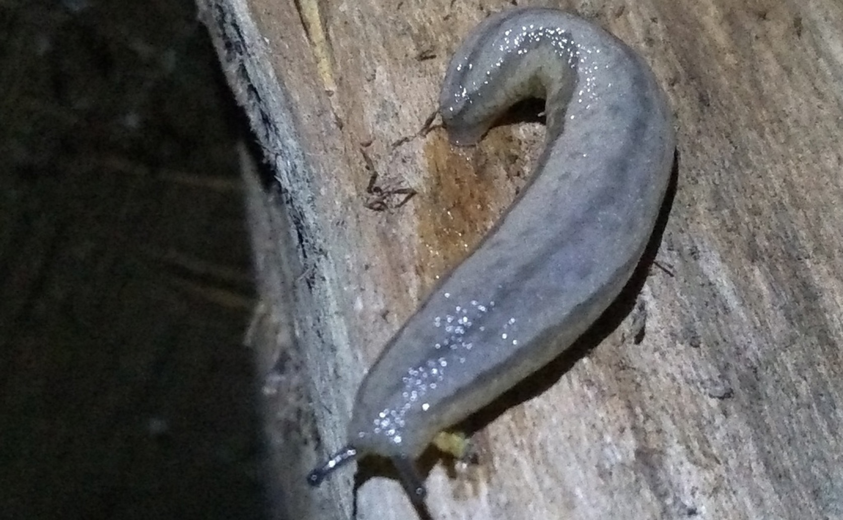 Citizen Science Tracks Spread of Invasive Asian Mantleslug