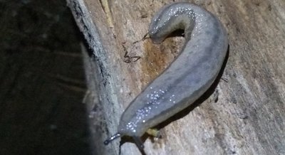 Citizen Science Tracks Spread of Invasive Asian Mantleslug