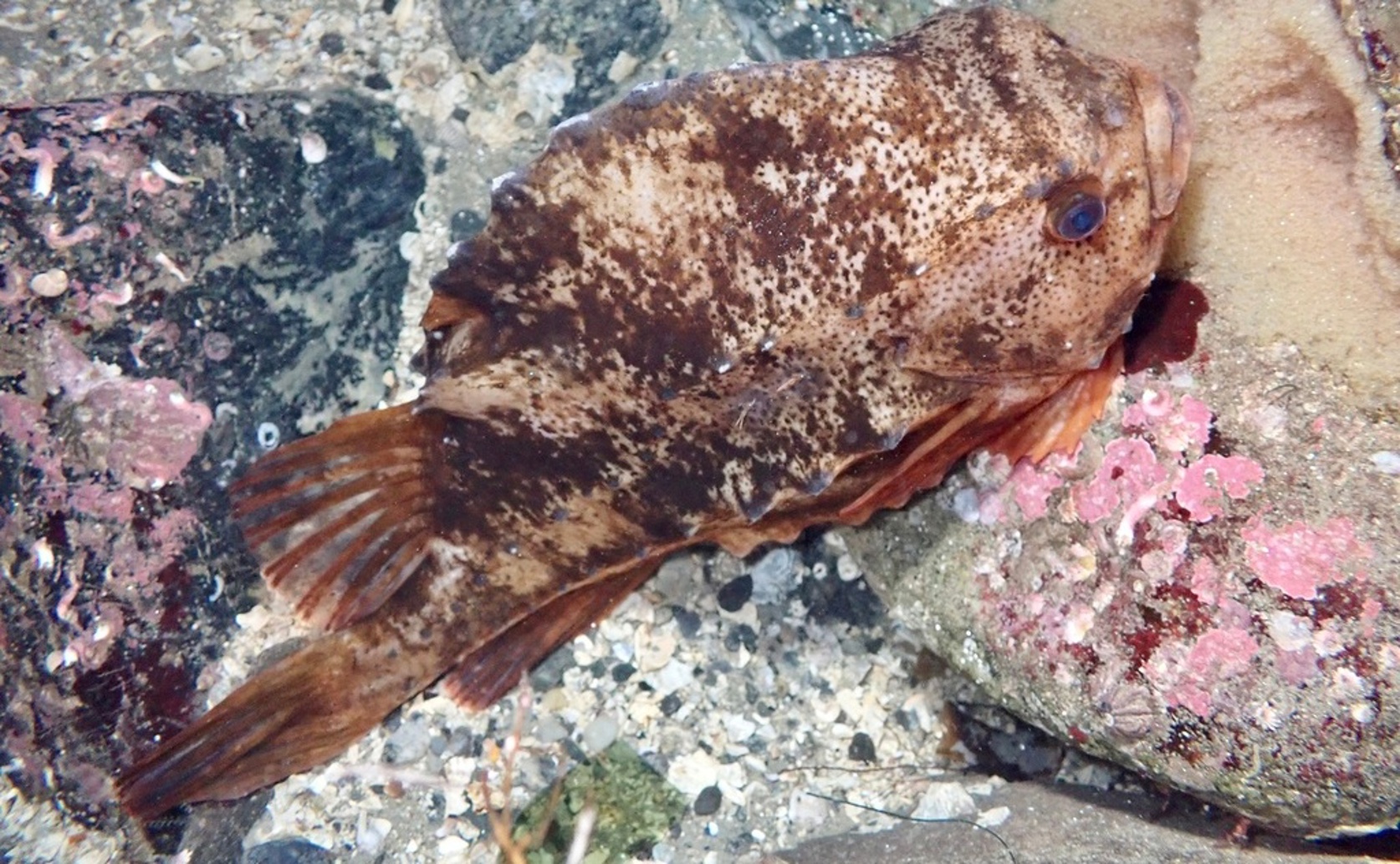 How Plastic and Seaweed Shelters Affect Skin Bacteria in Cleaner Fish
