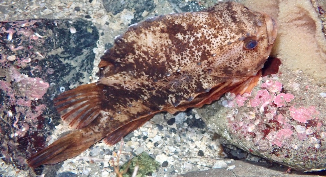 How Plastic and Seaweed Shelters Affect Skin Bacteria in Cleaner Fish