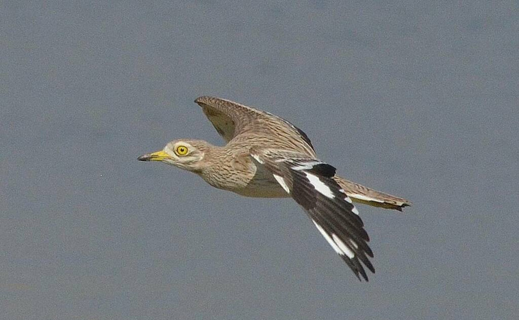 Amyloidosis in Stone-curlews