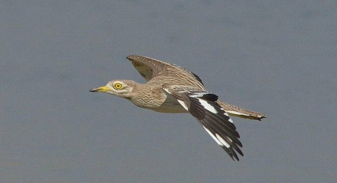 Amyloidosis in Stone-curlews