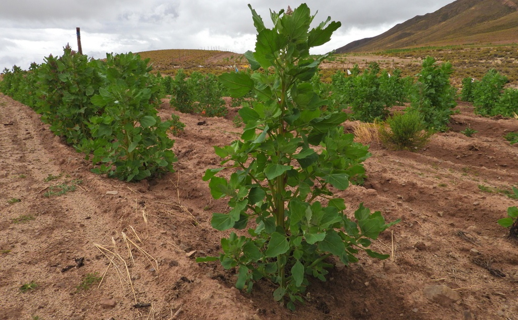 How Plant Variety, Stress, and Growing Conditions Affect Quinoa Yield