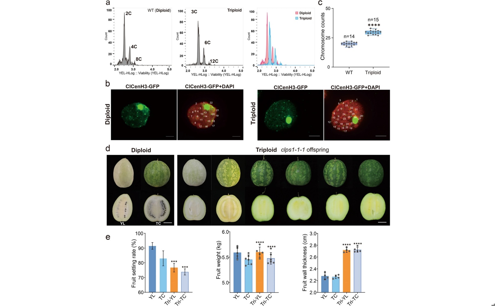 Gene Editing Creates Seedless Watermelon Through Pollen Control
