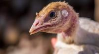 How Fluconazole Affects Chicken Embryo Development