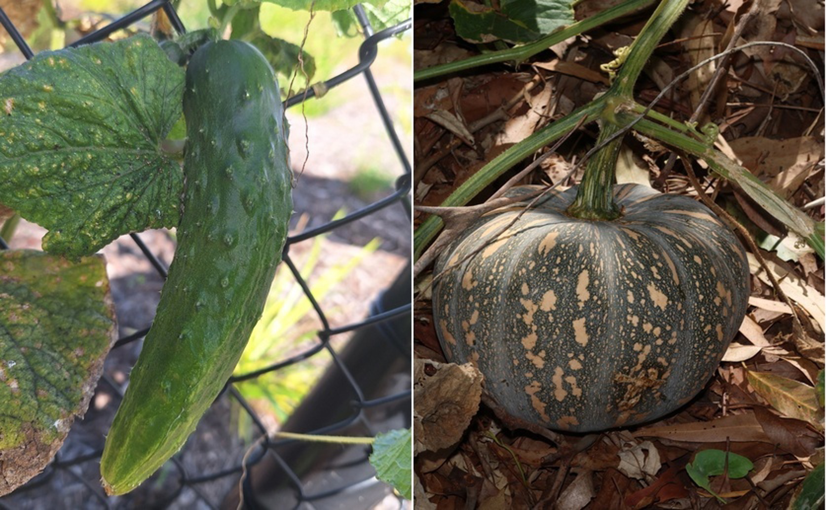 How Cucumber and Pumpkin Plants Decide if a Graft Will Take
