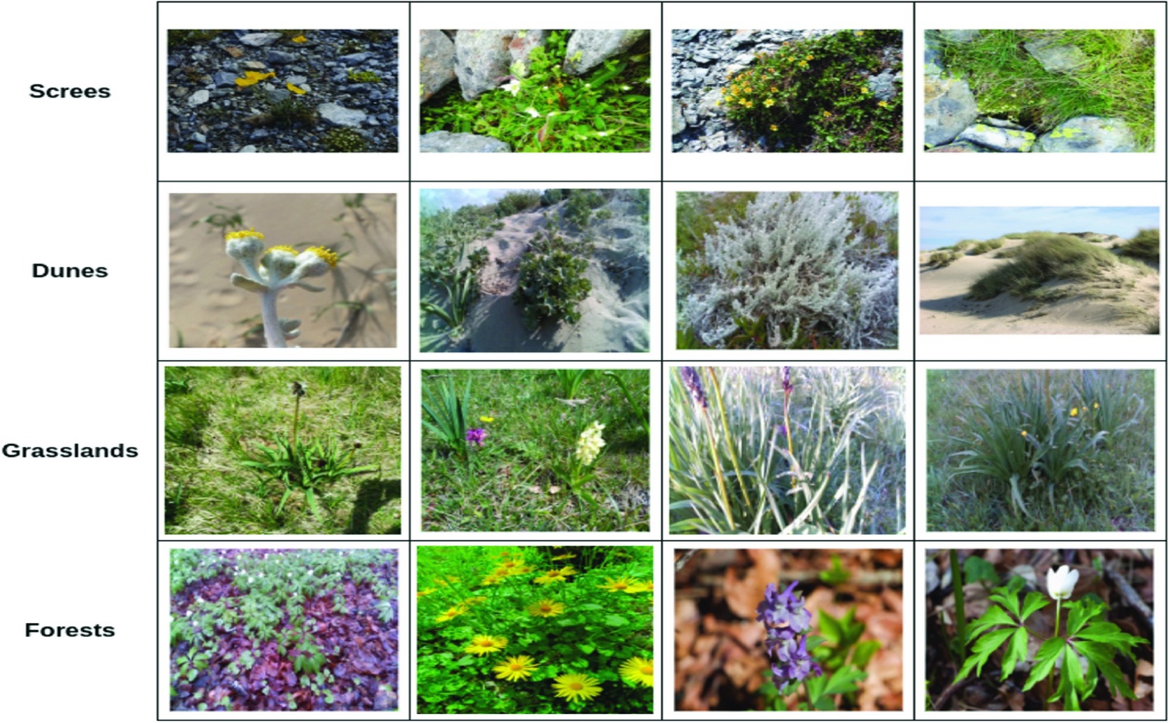 Artificial Vision Helps Identify Plants in Diverse Habitats