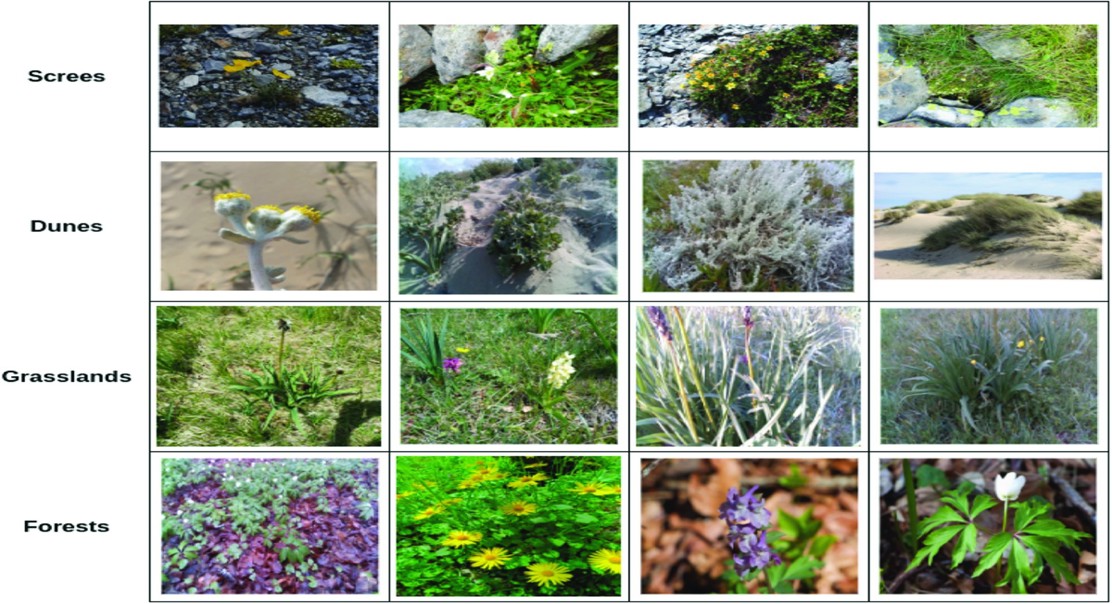 Artificial Vision Helps Identify Plants in Diverse Habitats