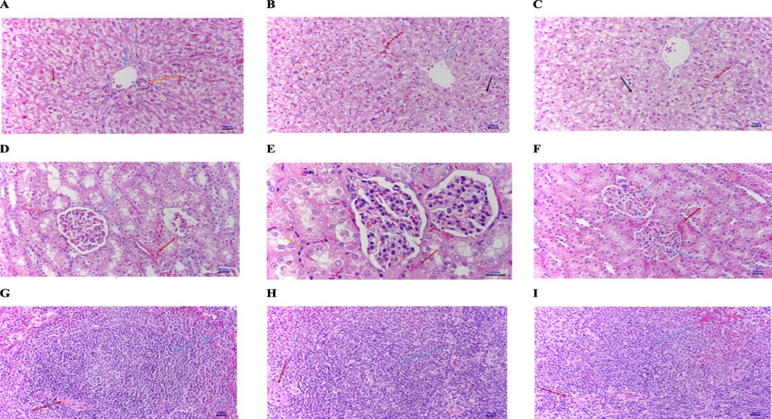 New Compounds Fight Skin Infections With Both Antifungal And Antibacterial Power