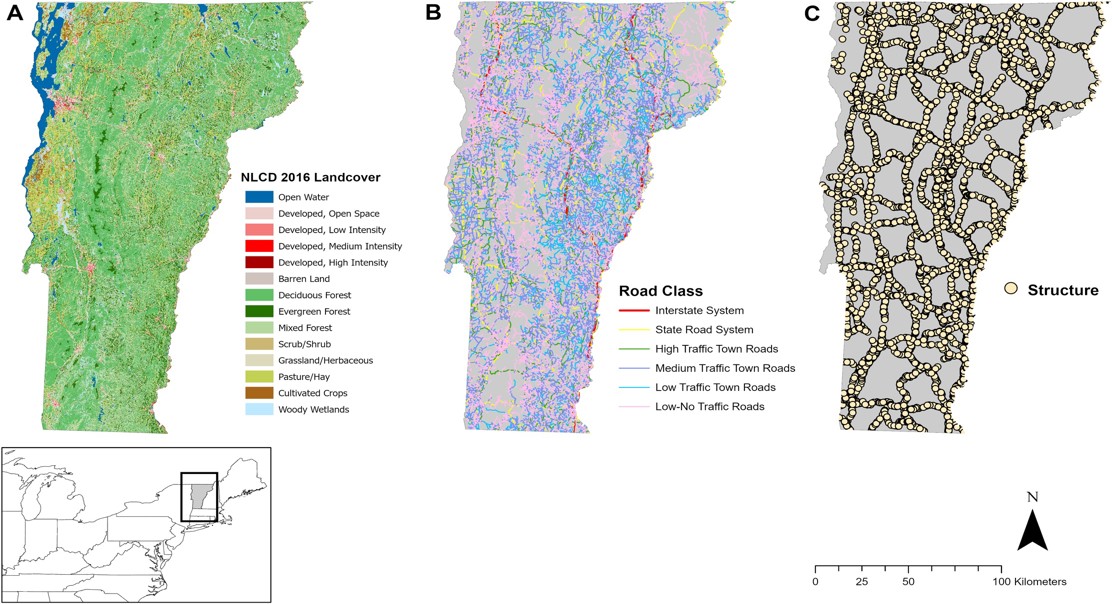 Roads and Wildlife: How Structures Help Animals Cross Forests