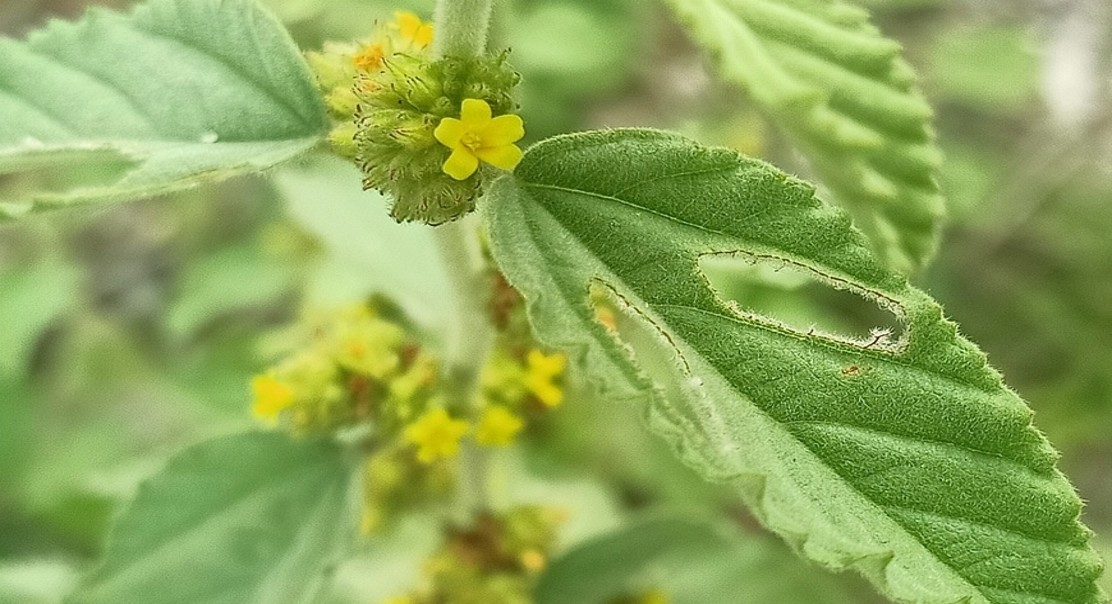 Sleepy Morning Plant Extracts Show Promise as a Water Disinfectant