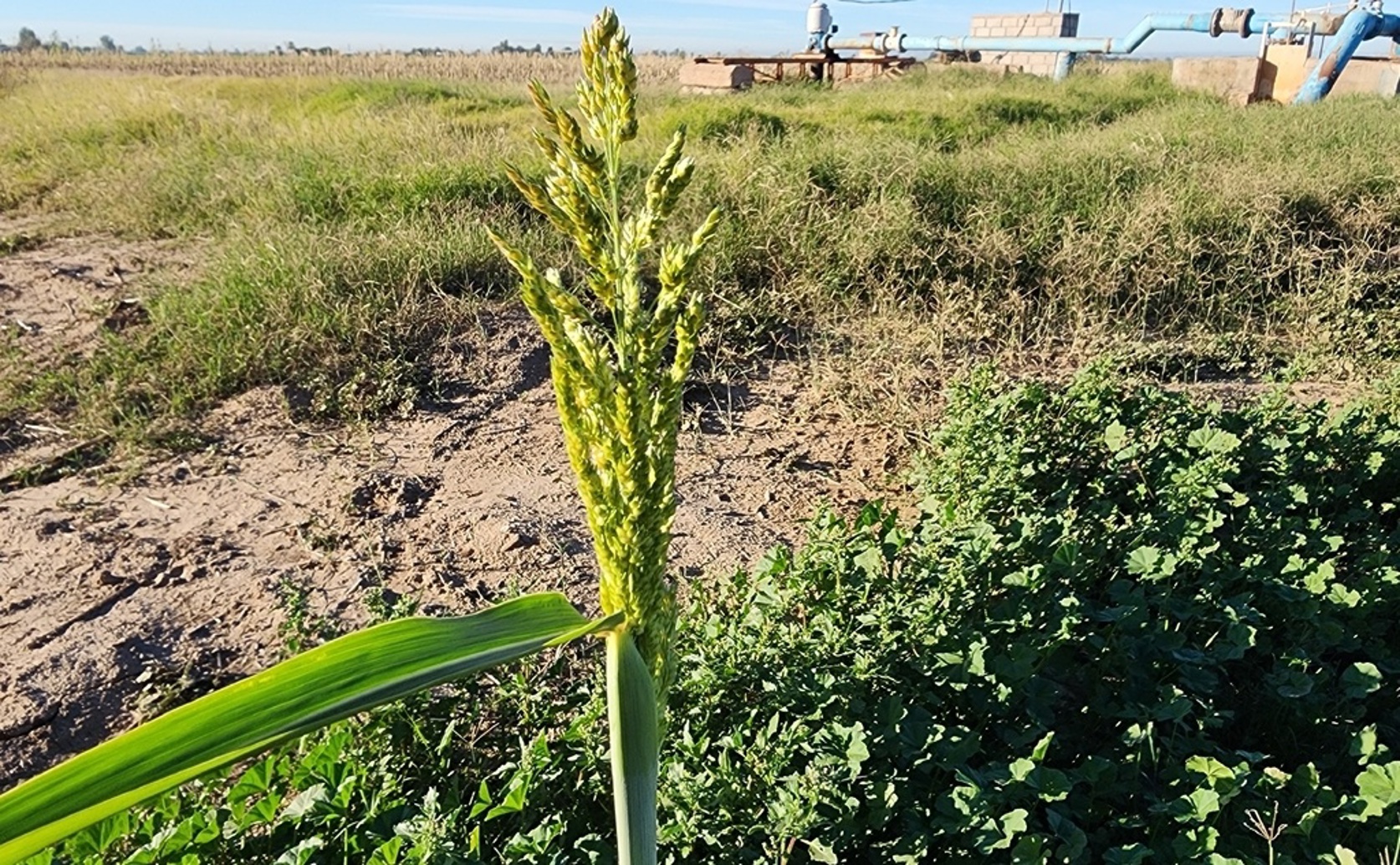 What Factors Influence Farmers’ Choice of Drought-Tolerant Sorghum?