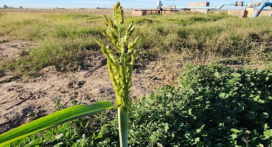 What Factors Influence Farmers’ Choice of Drought-Tolerant Sorghum?