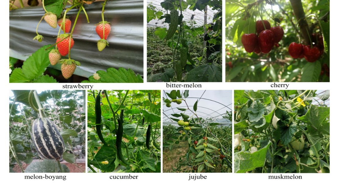 Improved Fruit Detection Using Advanced Computer Vision Techniques
