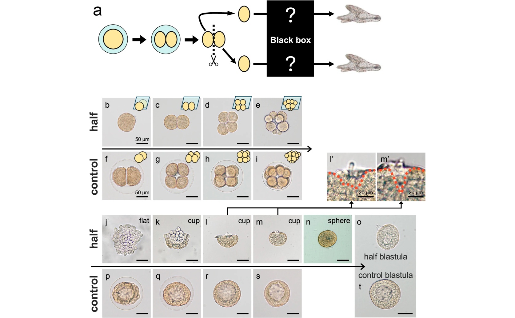How Identical Sea Urchin Twins Develop and What Controls It