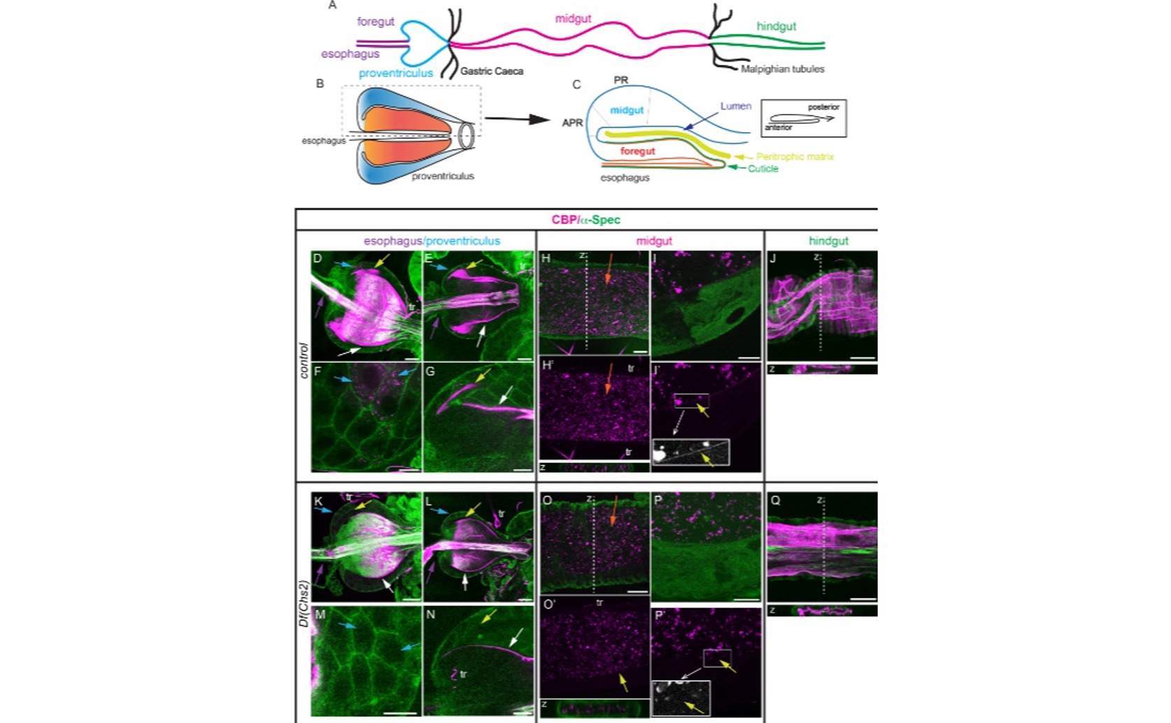 How Fruit Fly Cells Build Their Outer Shells Using Different Methods