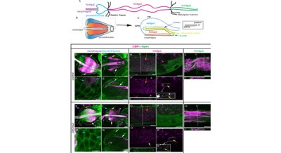 How Fruit Fly Cells Build Their Outer Shells Using Different Methods