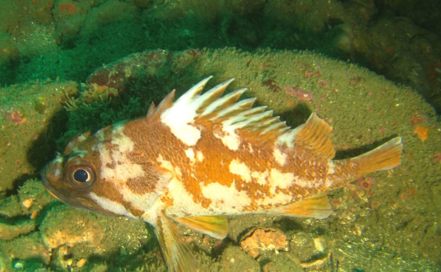 How Public Involvement Helps Restore Rockfish Populations