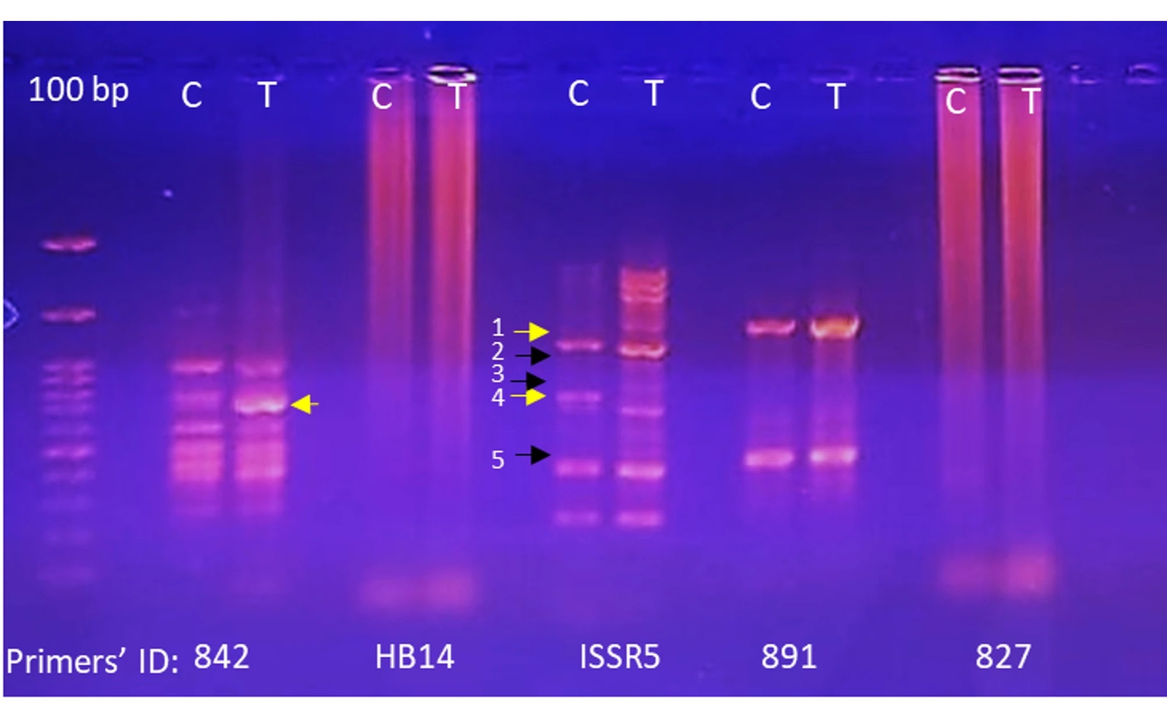 Epigenetic Changes Boost Antifungal Compounds in a Common Mold: A Genomic Study