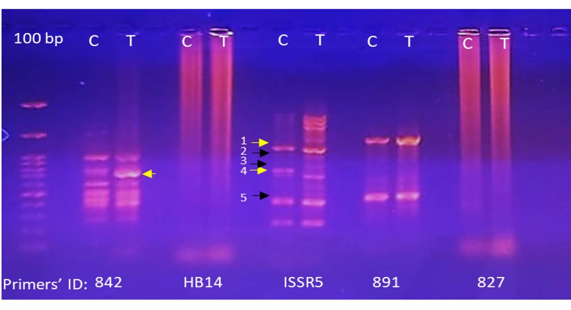 Epigenetic Changes Boost Antifungal Compounds in a Common Mold: A Genomic Study