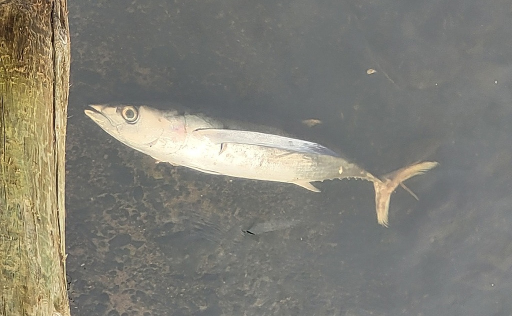 Ocean Conditions Affect Young Albacore Tuna Energy Levels