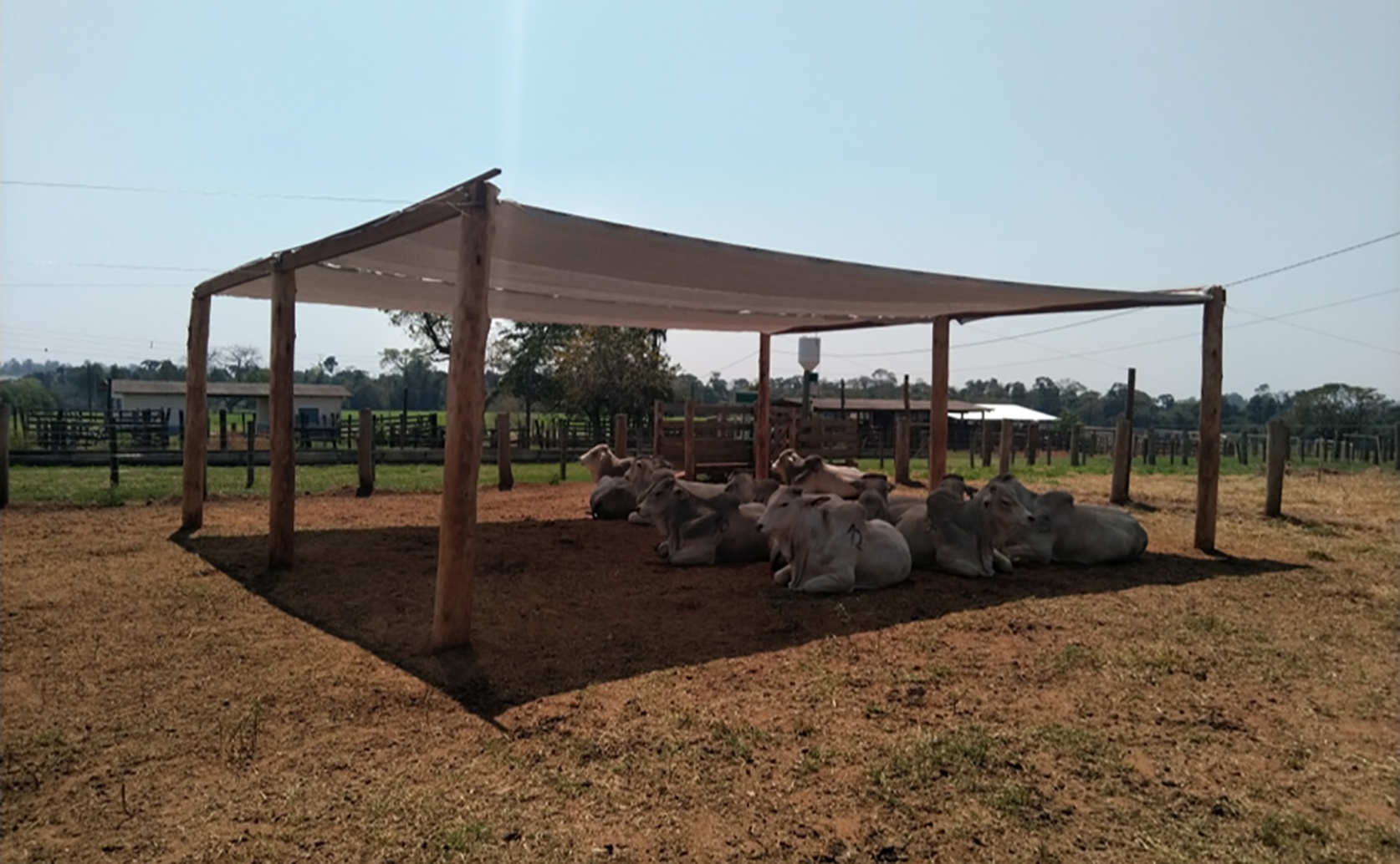 Shade and Water Intake in Feedlot Cattle