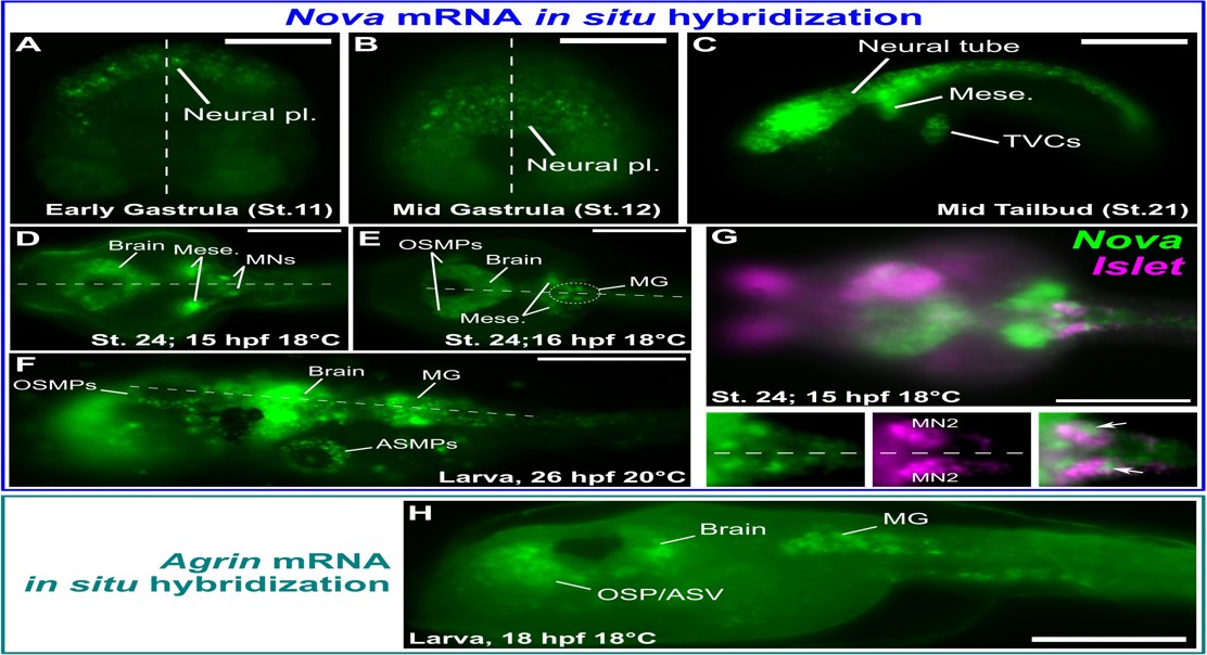 How Brain Cell Splicing Controls Nerve and Muscle Connections