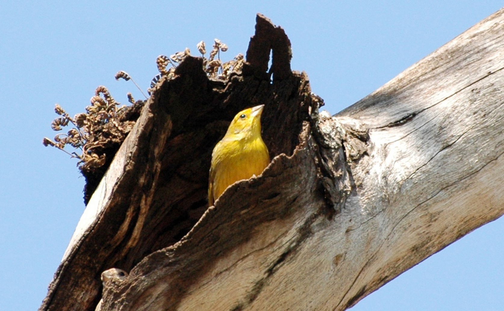 Costs of Reduced Breeding Success Across Generations in Yellow Finches