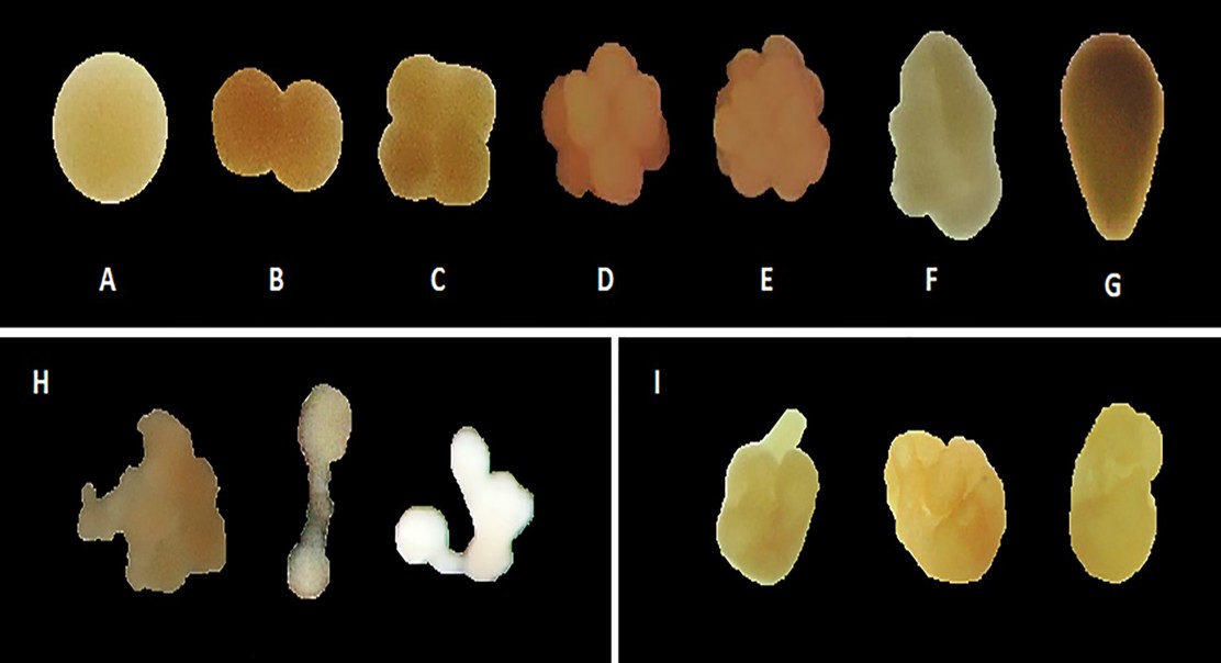 Improving Coral Spawn Collection: How Technique and Timing Affect Larval Quality