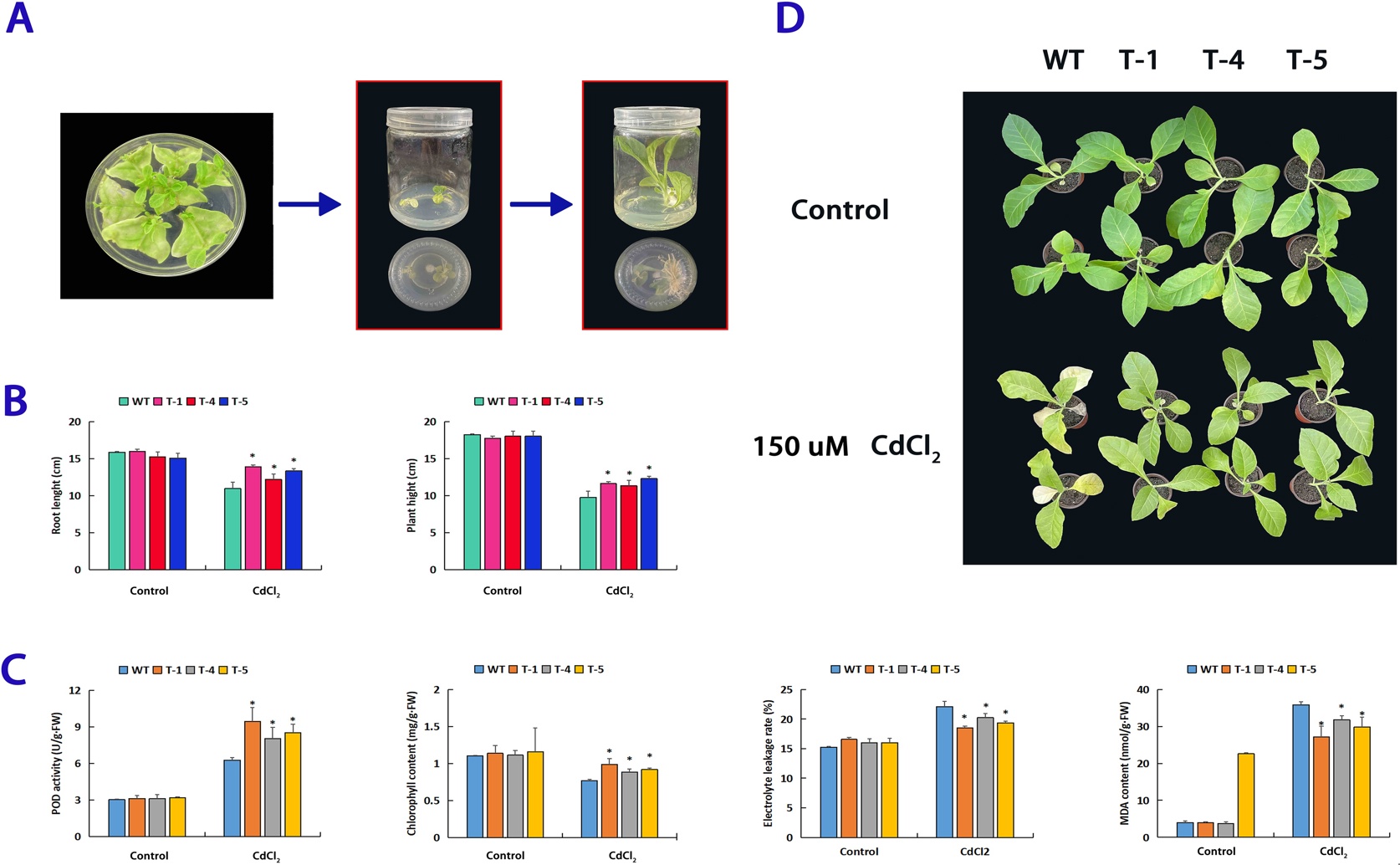 Poplar Genome Reveals WRKY Genes Linked to Cadmium Stress Tolerance