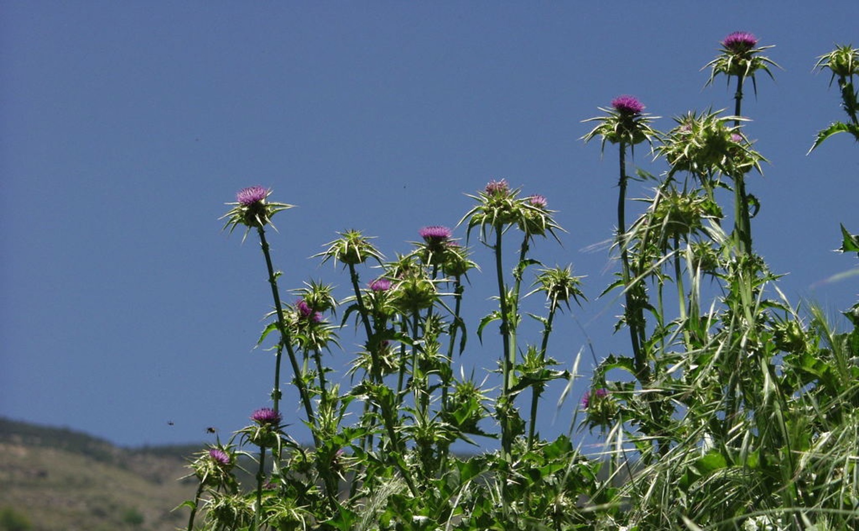 Silymarin and Fat Content in Different Milk Thistle Varieties