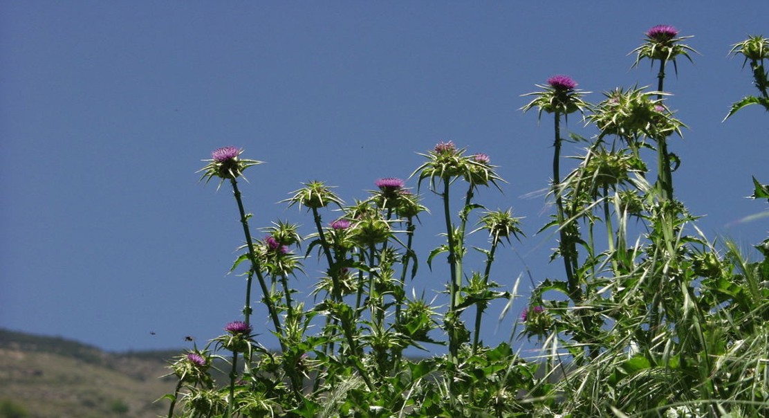 Silymarin and Fat Content in Different Milk Thistle Varieties