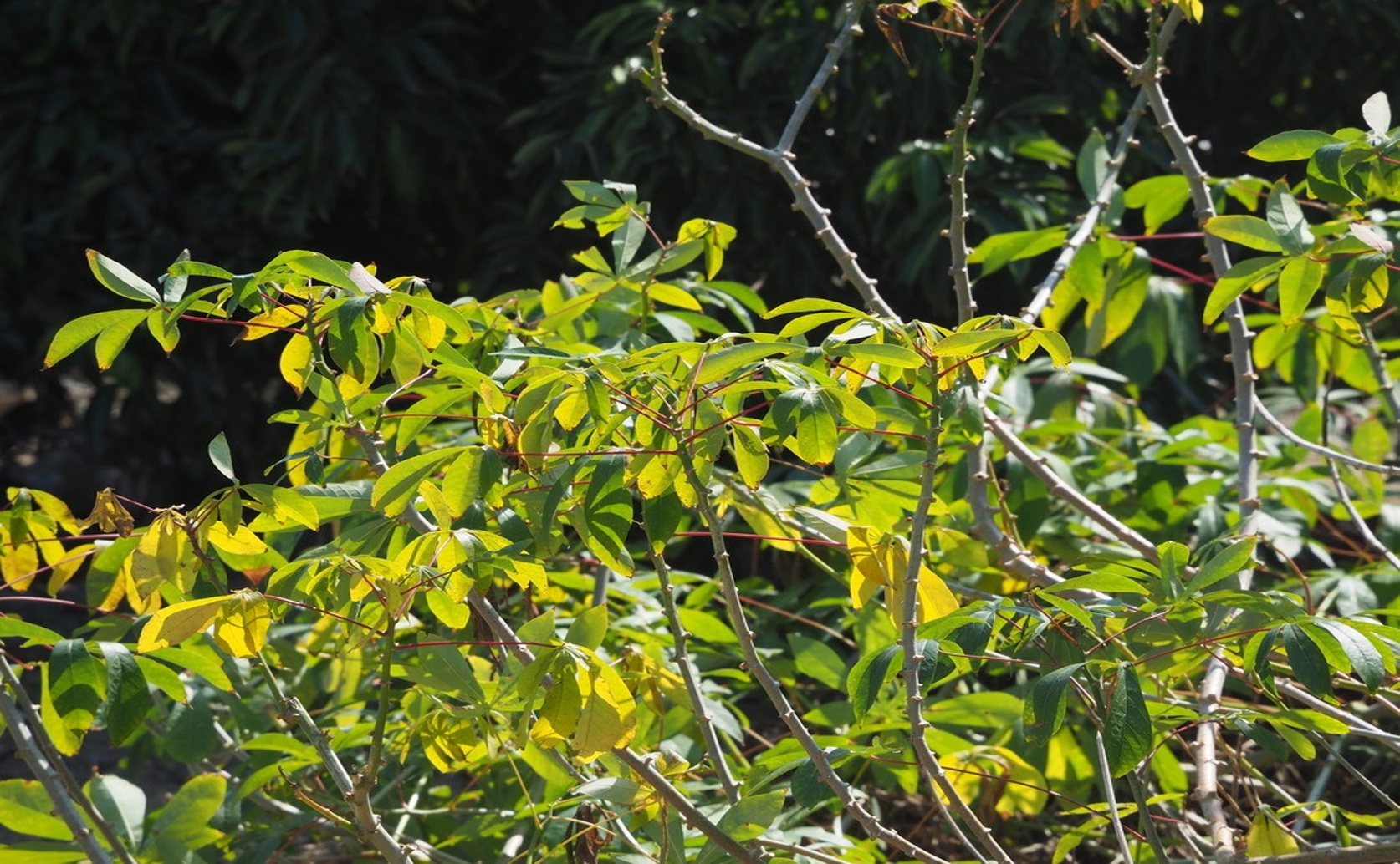 Better Crop Mixes Help Fight Cassava Virus