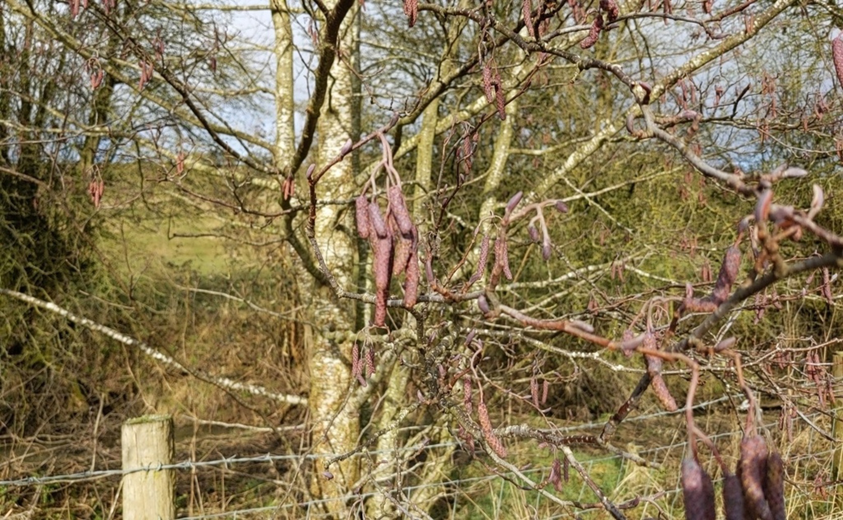 New Bacteria Found in Alder Roots May Offer Benefits