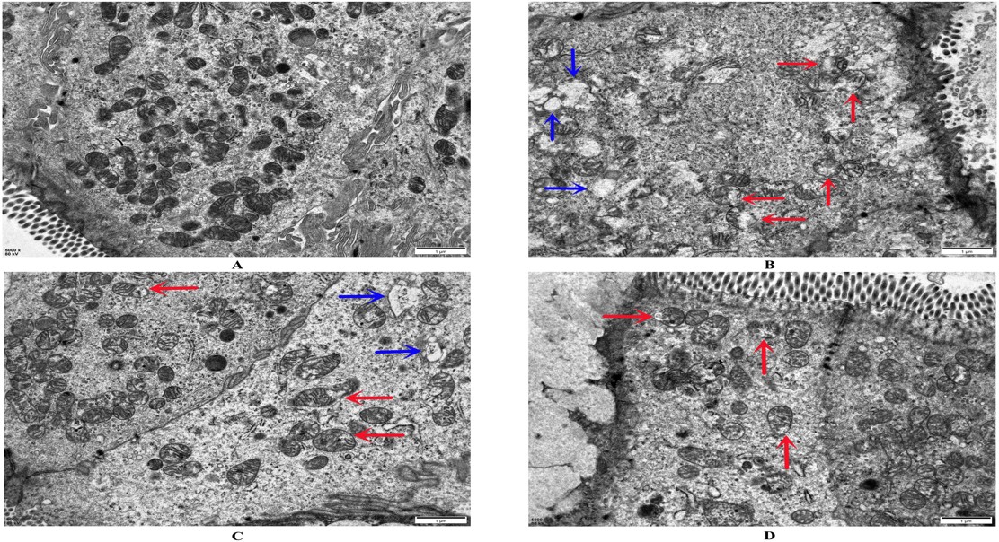How Dragon’s Blood Helps Heal Ulcerative Colitis Through Immune System Pathways