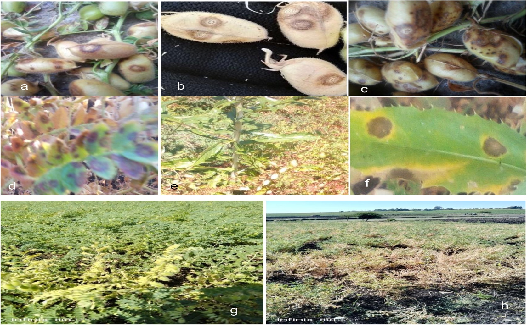 How Location Affects Chickpea Blight Disease and What Causes Outbreaks
