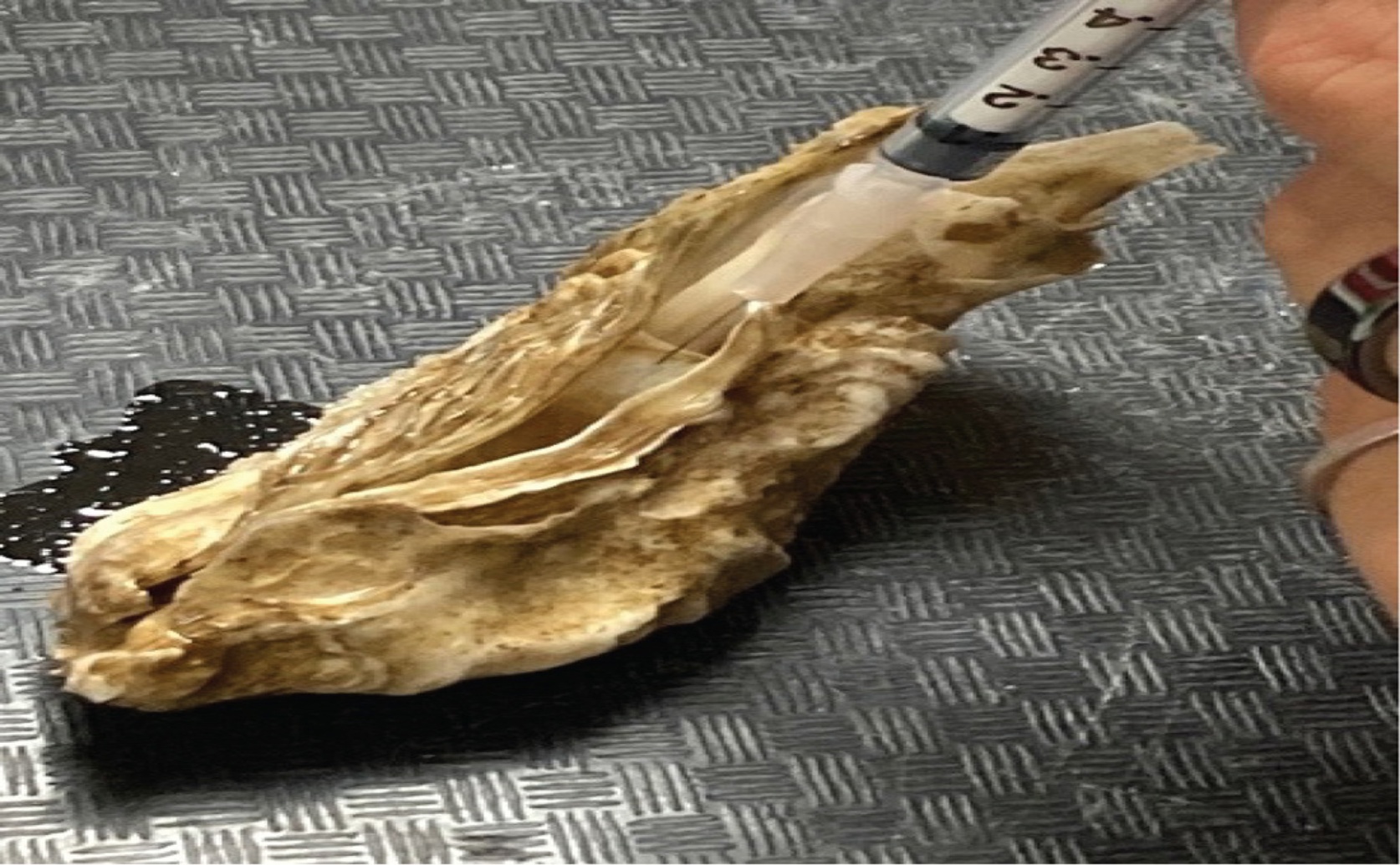 How Repeated Blood Draws Affect Relaxed Oyster Muscles