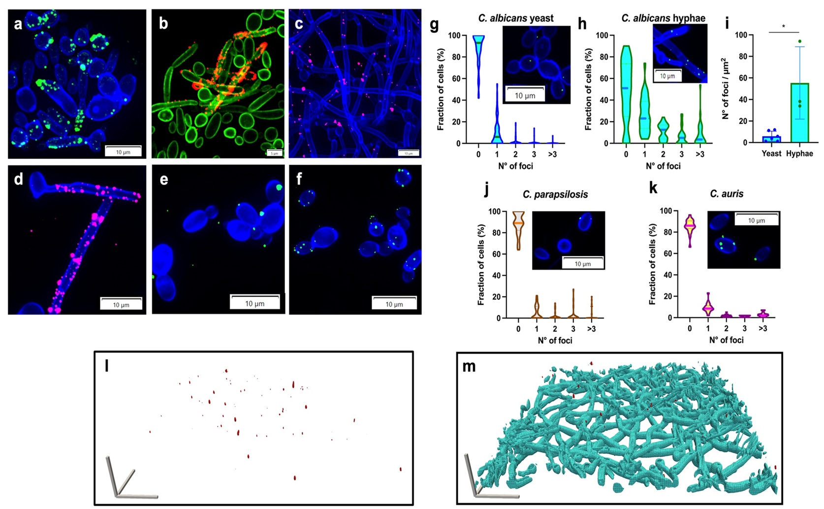How Fungal-Fighting Peptides Reduce Cell Communication via Vesicles