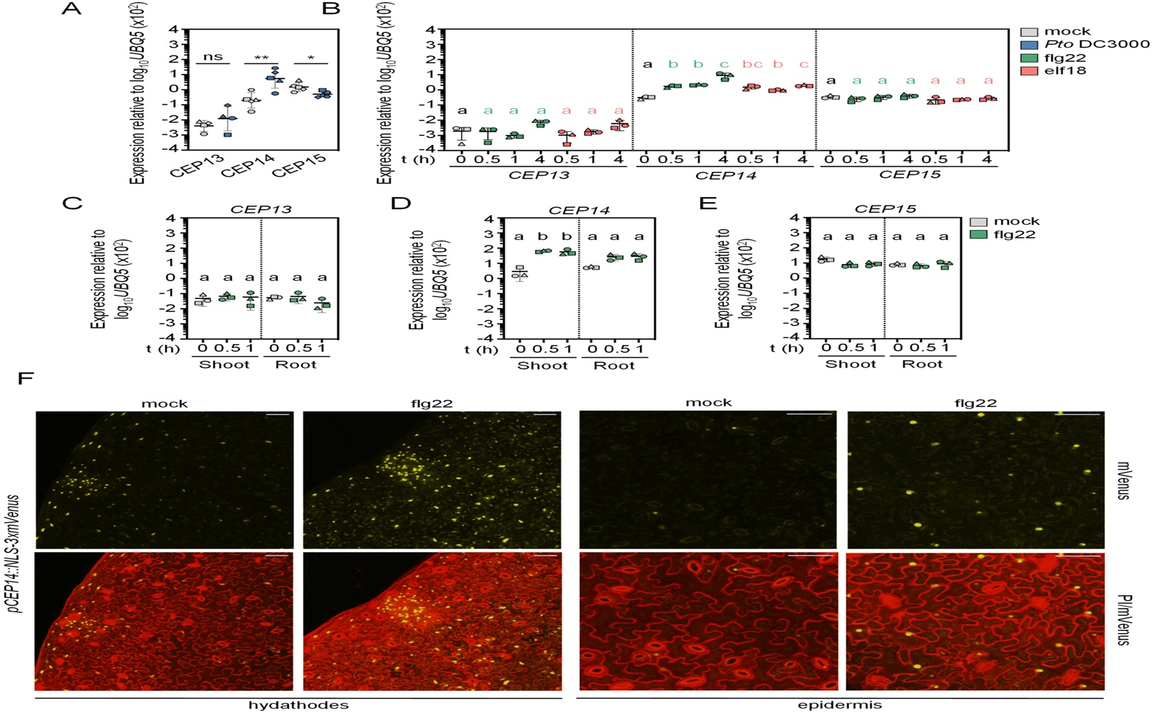 CEPR2 Protein Senses Plant Signals to Control Immune Responses