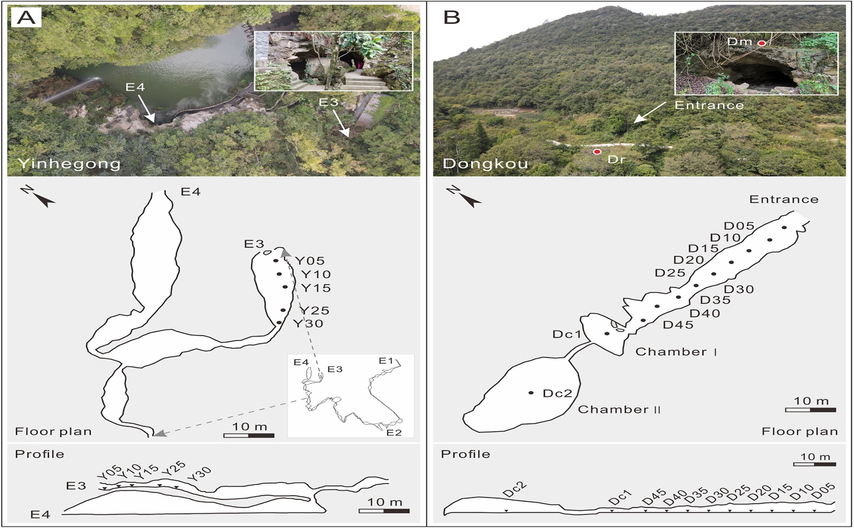 Pollen in Cave Sediments Reveals Past Vegetation on the Guizhou Plateau