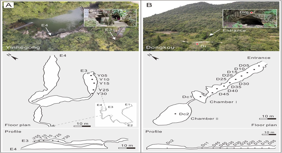 Pollen in Cave Sediments Reveals Past Vegetation on the Guizhou Plateau