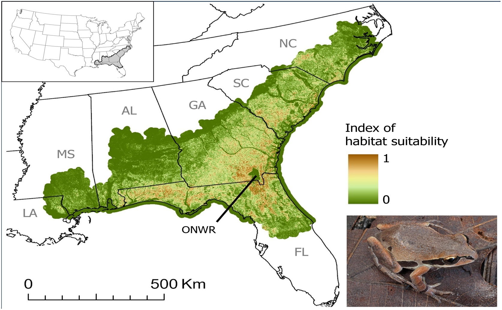 How Frogs Survive Despite Population Declines