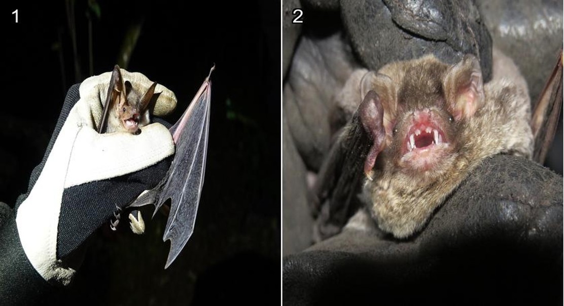 Viral Diversity Revealed in Bat Populations Using DNA Analysis