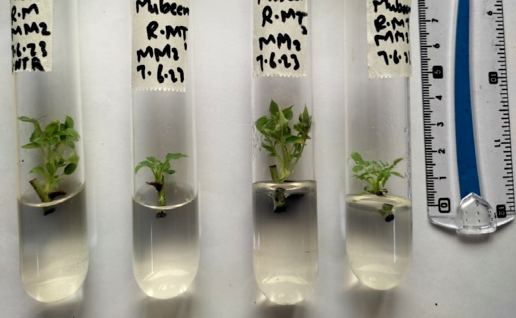 Plant Nano Defenders Fight Microbes, Protecting Rose and Night Queen Health