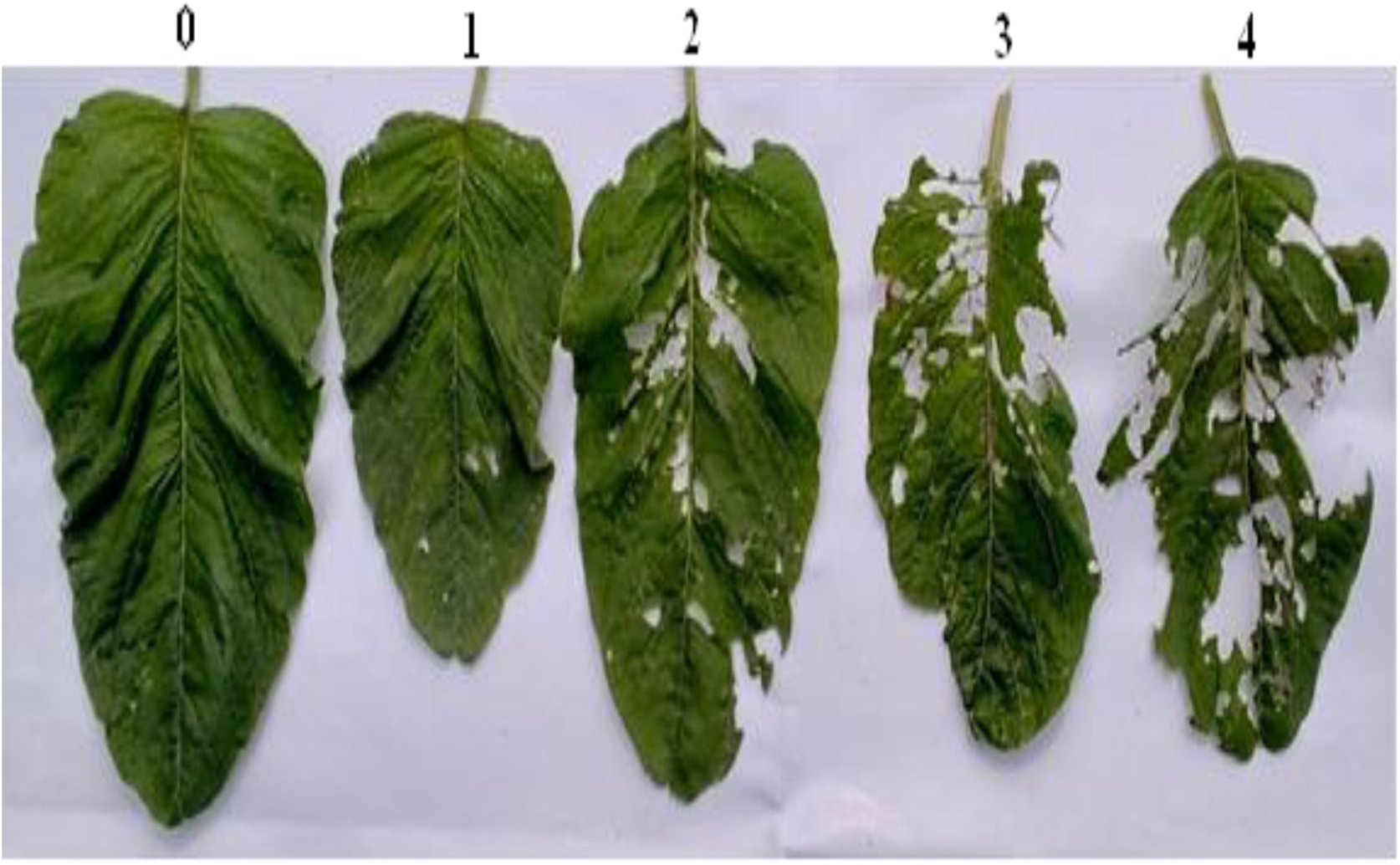 Plant Characteristics and DNA Analysis of Pigweed Varieties