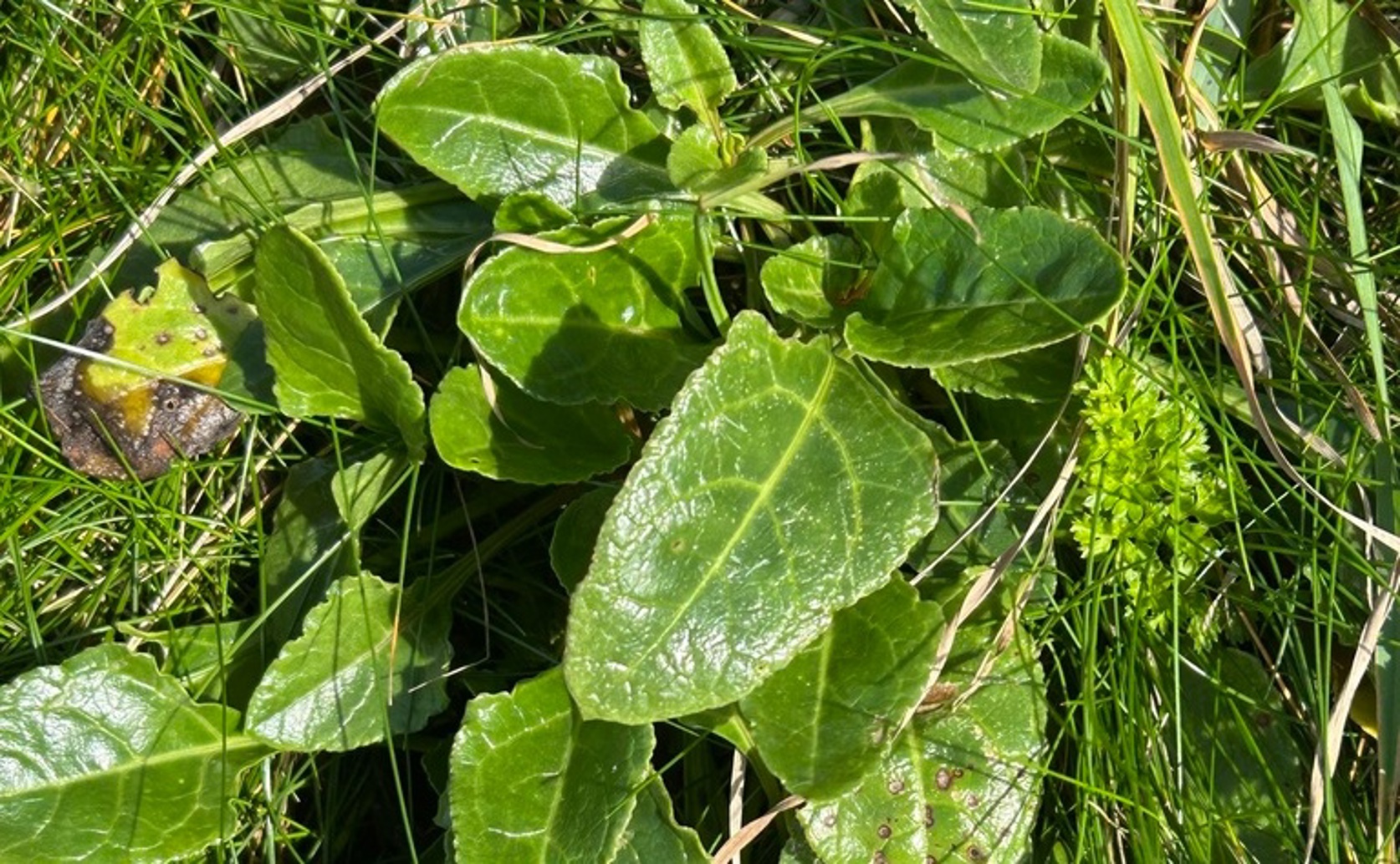Genetic Variation in Sea Beet and Cytoplasmic Male Sterility