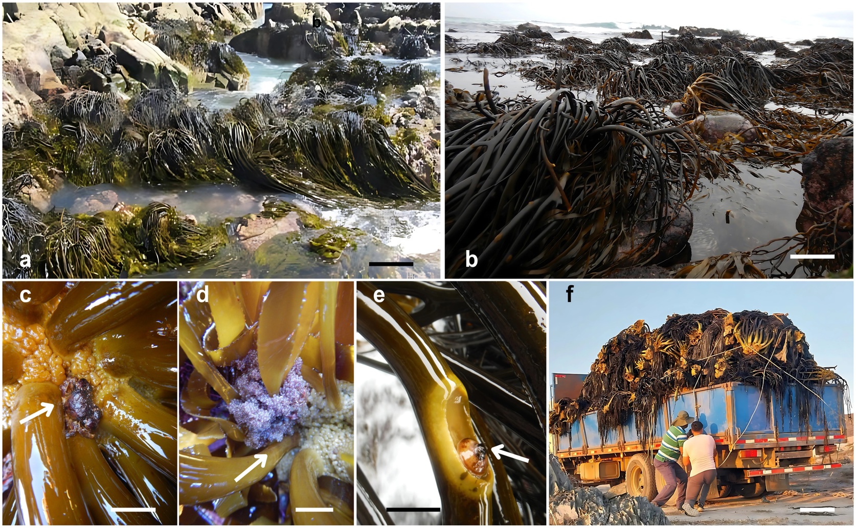 Kelp Forests: Predicting Future Growth Areas With a Changing Climate