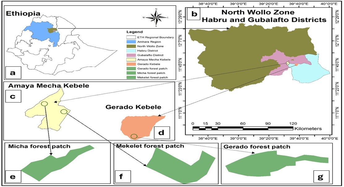 How Forests Change With Nature and Human Activity